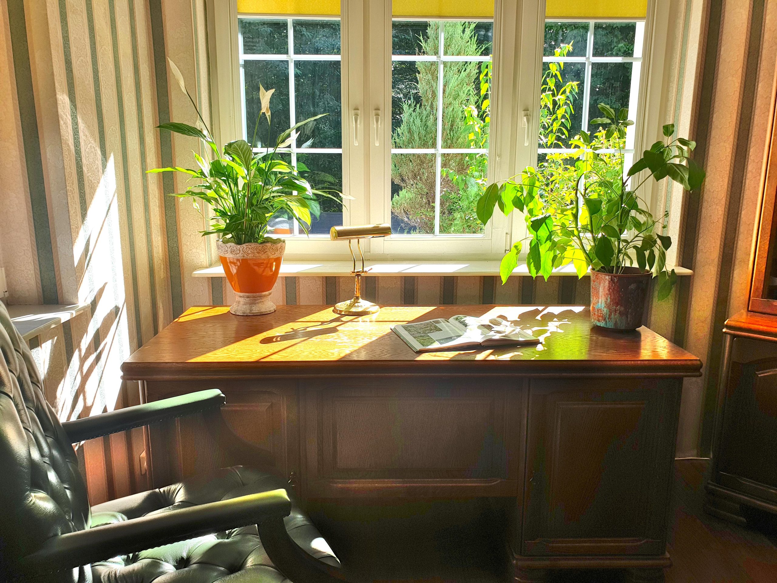 Photo of an old-style office desk with plants and very green view outside the window