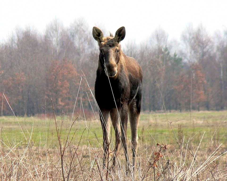 An elk in Kampinos National Park Photo © Wojsyl (CC BY-SA 2.5)